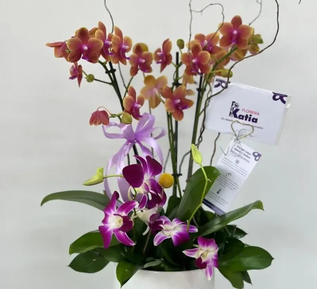 arreglo-de-orquideas-phalaenopsis-y-dendrobium-en-maceta-de-ceramica.jpg